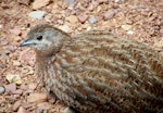 Brown quail | Kuera. Adult with red iris. Tiritiri Matangi Island, December 2014. Image © Oscar Thomas by Oscar Thomas.