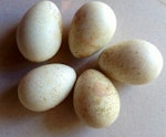 Brown quail | Kuera. Eggs laid by captive bird. Upper Hutt. Image © David Angus by David Angus.