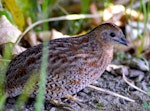 Brown quail | Kuera. Adult foraging in understory. Tiritiri Matangi Island, January 2015. Image © Nick Goldwater by Nick Goldwater.