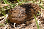 Brown quail | Kuera. Adult sitting. Tiritiri Matangi Island, November 2008. Image © Peter Reese by Peter Reese.