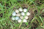 Brown quail | Kuera. Eggs in nest. Morrinsville, April 2006. Image © Andrew Thomas by Andrew Thomas.