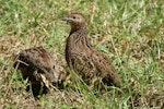 Brown quail | Kuera. Pair with lookout. Tiritiri Matangi Island, January 2009. Image © Duncan Watson by Duncan Watson.