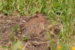 Brown quail | Kuera. Adult dust bathing. Tiritiri Matangi Island, November 2008. Image © Peter Reese by Peter Reese.