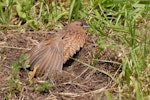 Brown quail | Kuera. Adult stretching wing. Tiritiri Matangi Island, November 2008. Image © Peter Reese by Peter Reese.