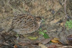 Brown quail | Kuera. Adult with fluffed up feathers. Tiritiri Matangi Island, May 2012. Image © Andrew Thomas by Andrew Thomas.