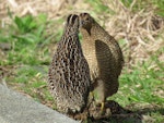 Brown quail | Kuera. Confrontation. Cape Reinga Lighthouse, July 2016. Image © Scott Brooks (ourspot) by Scott Brooks.