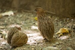 Brown quail | Kuera. Dorsal view of adult female with 2 juveniles. Tiritiri Matangi Island, March 2011. Image © Sabine Bernert by Sabine Bernert.