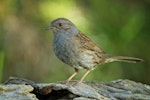 Dunnock. Adult. Whangamumu track, Rawhiti, November 2014. Image © Les Feasey by Les Feasey.