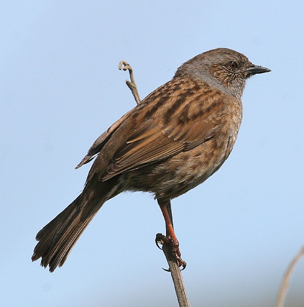 Dunnock. Adult at singing perch. Whanganui River estuary, Wanganui, October 2008. Image © Ormond Torr by Ormond Torr.