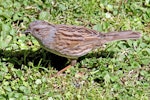 Dunnock. Adult. Havelock North, November 2010. Image © Dick Porter by Dick Porter.