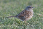 Dunnock. Adult. Kaikoura, August 2011. Image © Philip Griffin by Philip Griffin.