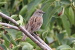 Dunnock. Adult. Tasman Bay, November 2013. Image © Rob Lynch by Rob Lynch.