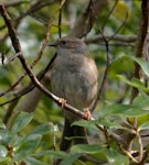 Dunnock. Adult. Karori Sanctuary / Zealandia, August 2015. Image © George Curzon-Hobson by George Curzon-Hobson.