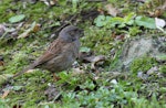 Dunnock. Adult foraging in undergrowth. Botanical Gardens, Napier, September 2012. Image © Adam Clarke by Adam Clarke.