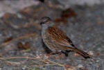 Dunnock. Adult. Christchurch, December 2006. Image © Peter Reese by Peter Reese.