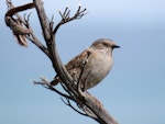 Dunnock. Adult. Gemstone Beach, September 2016. Image © Scott Brooks (ourspot) by Scott Brooks.