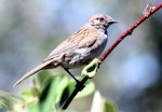 Dunnock. Adult. Havelock North, January 2010. Image © Dick Porter by Dick Porter.