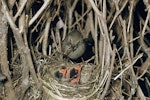 Dunnock. Adult at nest containing chicks. Image © Department of Conservation (image ref: 10036488) by Mike Soper.