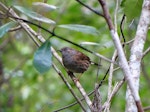 Dunnock. Adult. Fenceline Track, Waitakere Ranges, Auckland, August 2014. Image © Jacqui Geux by Jacqui Geux.