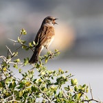 Dunnock. Adult singing. Wanganui, October 2012. Image © Ormond Torr by Ormond Torr.