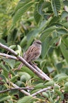 Dunnock. Adult singing. Tasman Bay, November 2013. Image © Rob Lynch by Rob Lynch.