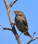 Dunnock. Adult. Dunedin, October 2015. Image © Imogen Warren by Imogen Warren.