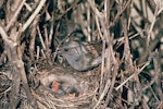 Dunnock. Adult at nest containing chicks. Image © Department of Conservation (image ref: 10032219) by Mike Soper.