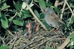 Dunnock. Adult at nest containing chicks. January 1990. Image © Peter Reese by Peter Reese.