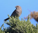 Dunnock. Juvenile calling for food. Plimmerton, December 2015. Image © Imogen Warren by Imogen Warren.