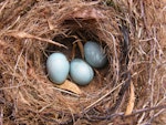 Dunnock. Nest and eggs. Marlborough, January 2007. Image © James Murray by James Murray.