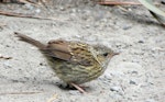 Dunnock. Fledgling. Christchurch Botanic Gardens, January 2015. Image © Oscar Thomas by Oscar Thomas.