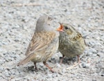 Dunnock. Fledgling begging for food from adult. Christchurch Botanic Gardens, January 2015. Image © Oscar Thomas by Oscar Thomas.