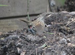 Dunnock. Female with exposed cloaca. Eastbourne, October 2015. Image © Robert Hanbury-Sparrow by Robert Hanbury-Sparrow.