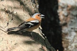 Chaffinch | Pahirini. Adult male singing. Anderson Park, Taradale, Napier, November 2011. Image © Adam Clarke by Adam Clarke.