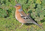 Chaffinch | Pahirini. Adult male. Te Awanga, July 2010. Image © Dick Porter by Dick Porter.