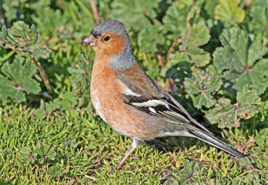 Chaffinch | Pahirini. Adult male. Te Awanga, July 2010. Image © Dick Porter by Dick Porter.