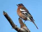 Chaffinch | Pahirini. Adult male perched. Kepler track, September 2016. Image © Scott Brooks (ourspot) by Scott Brooks.