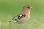 Chaffinch | Pahirini. Adult male. Kaikoura, August 2011. Image © Neil Fitzgerald by Neil Fitzgerald.