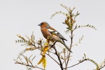 Chaffinch | Pahirini. Adult male on kowhai. Tasman, October 2014. Image © Rob Lynch by Rob Lynch.