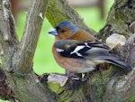 Chaffinch | Pahirini. Adult male. Springlands, Blenheim, September 2016. Image © Bill Cash by Bill Cash.