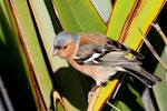 Chaffinch | Pahirini. Adult male. Te Awanga, Hawke's Bay, July 2011. Image © Dick Porter by Dick Porter.