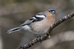 Chaffinch | Pahirini. Adult male. Routeburn roadend, Mt Aspiring National Park, November 2015. Image © Ron Enzler by Ron Enzler.