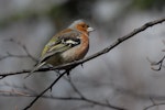 Chaffinch | Pahirini. Adult male. Queenstown, February 2008. Image © Peter Reese by Peter Reese.