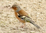 Chaffinch | Pahirini. Non-breeding male. Wanganui, May 2015. Image © Ormond Torr by Ormond Torr.