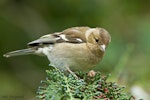 Chaffinch | Pahirini. Adult female. Kaikoura, August 2011. Image © Neil Fitzgerald by Neil Fitzgerald.