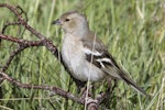 Chaffinch | Pahirini. Adult female. Routeburn roadend, Mt Aspiring National Park, November 2015. Image © Ron Enzler by Ron Enzler.