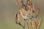 Chaffinch | Pahirini. Adult male feeding on flax seeds. Lake Okareka, December 2012. Image © Tony Whitehead by Tony Whitehead.