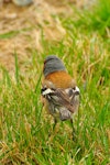 Chaffinch | Pahirini. Adult male - back view. Lake Ohau, October 2012. Image © Albert Aanensen by Albert Aanensen.