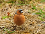 Chaffinch | Pahirini. Adult male - front view. Lake Ohau, October 2012. Image © Albert Aanensen by Albert Aanensen.