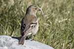 Chaffinch | Pahirini. Adult female from behind. Routeburn roadend, Mt Aspiring National Park, November 2015. Image © Ron Enzler by Ron Enzler.